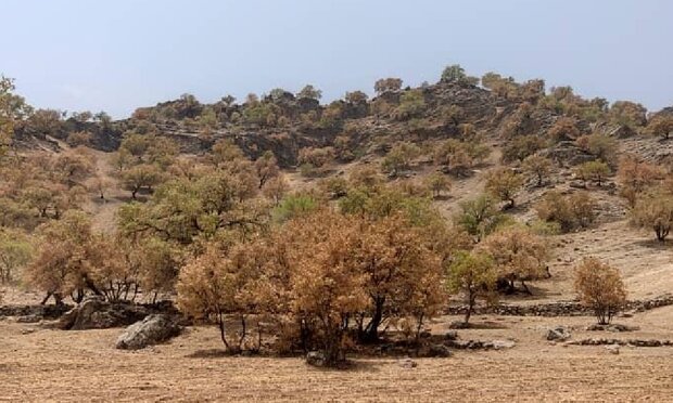 پروانه «برگ‌خوار» ۴۱ هزار هکتار از جنگل‌های لرستان را آلوده کرد